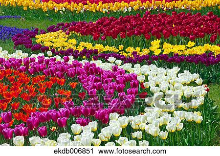 Stock Image - Tulip field, Japan. Fotosearch