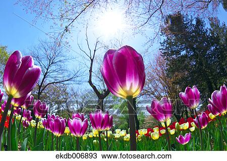 Stock Image - Tulip field, Japan. Fotosearch