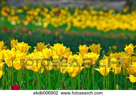Stock Image - Tulip field, Japan. Fotosearch