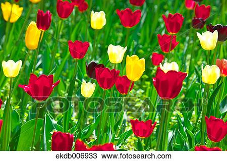Stock Image - Tulip field, Japan. Fotosearch
