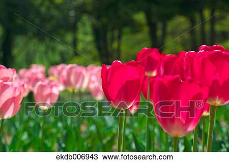 Tulip field, Japan View Large Photo Image Stock Image - Tulip field, Japan. Fotosearch