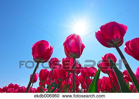 Stock Image - Tulip field, Japan. Fotosearch
