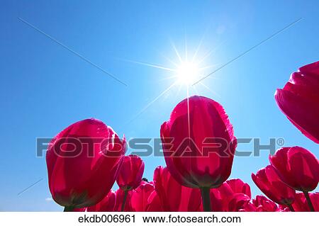 Tulip field, Japan View Large Photo Image Stock Image - Tulip field, Japan. Fotosearch