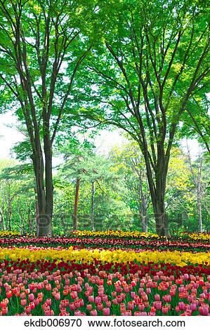 Stock Image - Tulip field, Japan. Fotosearch