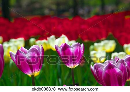 Stock Photo - Tulip field, Japan. Fotosearch