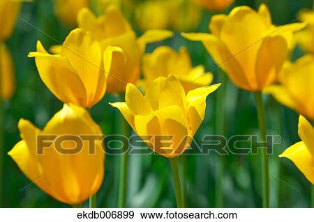 Tulip field, Japan View Large Photo Image Stock Photo - Tulip field, Japan. Fotosearch