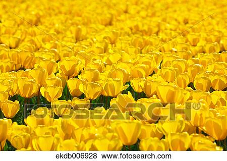 Tulip field, Japan View Large Photo Image Stock Photo - Tulip field, Japan. Fotosearch