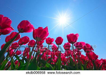 Tulip field, Japan View Large Photo Image Stock Photo - Tulip field, Japan. Fotosearch