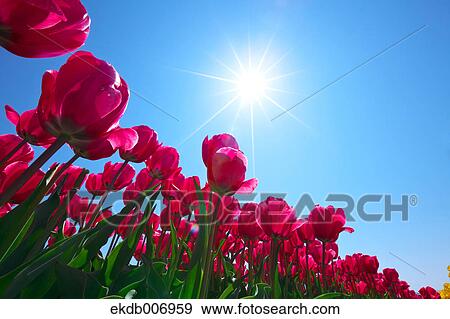 Tulip field, Japan View Large Photo Image Stock Photo - Tulip field, Japan. Fotosearch