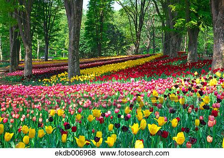 Stock Photo - Tulip field, Japan. Fotosearch