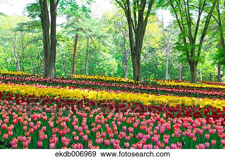 Tulip field, Japan View Large Photo Image Stock Photo - Tulip field, Japan. Fotosearch