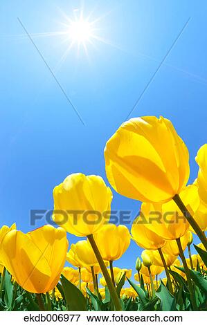 Tulip field, Japan View Large Photo Image Stock Photo - Tulip field, Japan. Fotosearch
