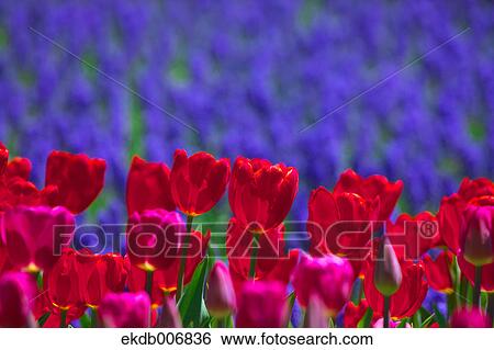 Tulip field, Japan View Large Photo Image Stock Photograph - Tulip field, Japan. Fotosearch