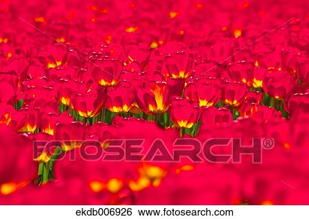Tulip field, Japan View Large Photo Image Stock Photograph - Tulip field, Japan. Fotosearch