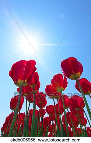 Stock Photograph - Tulip field, Japan. Fotosearch