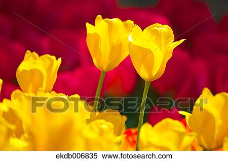Stock Photography - Tulip field, Japan. Fotosearch