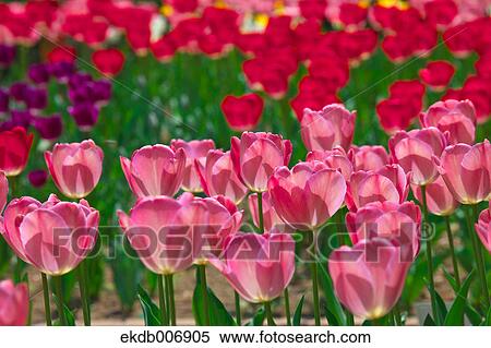 Tulip field, Japan View Large Photo Image Stock Photography - Tulip field, Japan. Fotosearch