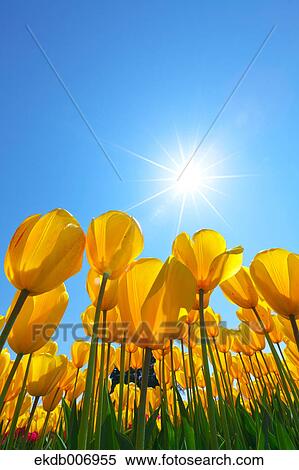 Stock Photography - Tulip field, Japan. Fotosearch