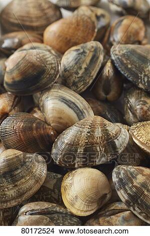 Picture - Vongole. Fotosearch
