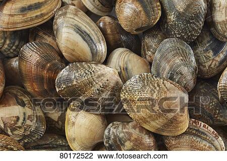 Vongole View Large Photo Image Stock Image - Vongole. Fotosearch