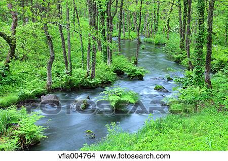 Water stream in the woods, Fukushima Prefecture, Japan View Large Photo Image Picture - Water stream in the woods, Fukushima Prefecture, Japan. Fotosearch