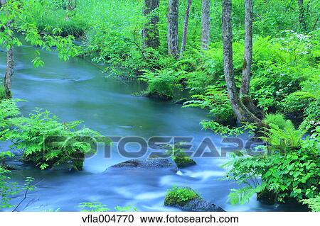 Water stream in the woods, Fukushima Prefecture, Japan View Large Photo Image Stock Image - Water stream in the woods, Fukushima Prefecture, Japan. Fotosearch