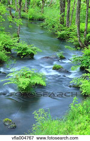 Water stream in the woods, Fukushima Prefecture, Japan View Large Photo Image Stock Photo - Water stream in the woods, Fukushima Prefecture, Japan. Fotosearch