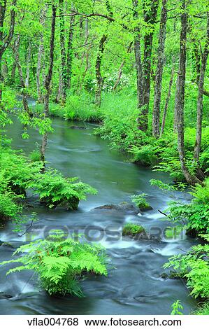 Water stream in the woods, Fukushima Prefecture, Japan View Large Photo Image Stock Photo - Water stream in the woods, Fukushima Prefecture, Japan. Fotosearch