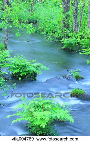 Water stream in the woods, Fukushima Prefecture, Japan View Large Photo Image Stock Photo - Water stream in the woods, Fukushima Prefecture, Japan. Fotosearch