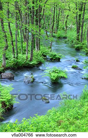 Water stream in the woods, Fukushima Prefecture, Japan View Large Photo Image Stock Photograph - Water stream in the woods, Fukushima Prefecture, Japan. Fotosearch