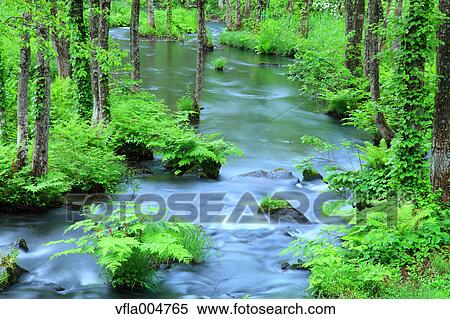 Water stream in the woods, Fukushima Prefecture, Japan View Large Photo Image Stock Photography - Water stream in the woods, Fukushima Prefecture, Japan. Fotosearch