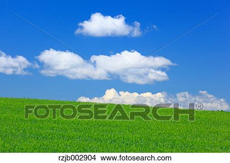 Picture - Wheat field, Hokkaido, Japan. Fotosearch