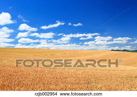 Wheat field, Hokkaido, Japan View Large Photo Image Picture - Wheat field, Hokkaido, Japan. Fotosearch