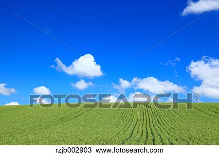 Wheat field, Hokkaido, Japan View Large Photo Image Stock Image - Wheat field, Hokkaido, Japan. Fotosearch