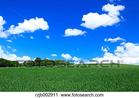Stock Image - Wheat field, Hokkaido, Japan. Fotosearch