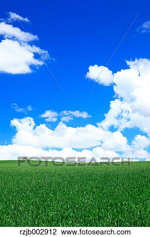 Stock Image - Wheat field, Hokkaido, Japan. Fotosearch