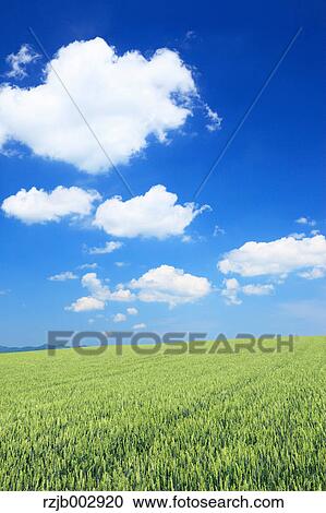 Wheat field, Hokkaido, Japan View Large Photo Image Stock Image - Wheat field, Hokkaido, Japan. Fotosearch
