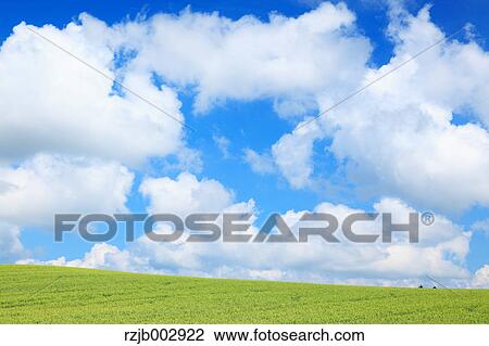 Wheat field, Hokkaido, Japan View Large Photo Image Stock Image - Wheat field, Hokkaido, Japan. Fotosearch