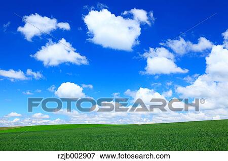 Wheat field, Hokkaido, Japan View Large Photo Image Stock Photo - Wheat field, Hokkaido, Japan. Fotosearch