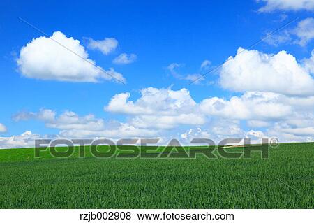 Wheat field, Hokkaido, Japan View Large Photo Image Stock Photo - Wheat field, Hokkaido, Japan. Fotosearch