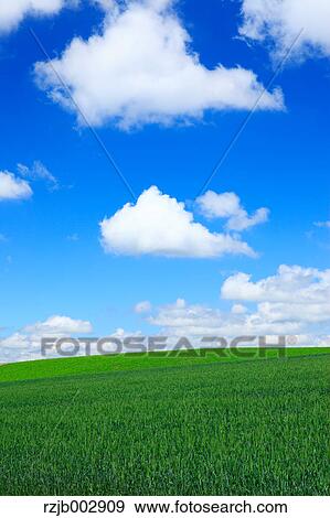 Wheat field, Hokkaido, Japan View Large Photo Image Stock Photo - Wheat field, Hokkaido, Japan. Fotosearch