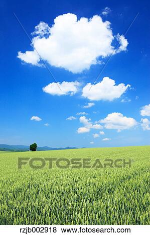 Wheat field, Hokkaido, Japan View Large Photo Image Stock Photo - Wheat field, Hokkaido, Japan. Fotosearch