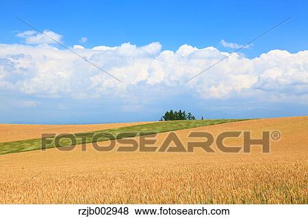 Wheat field, Hokkaido, Japan View Large Photo Image Stock Photo - Wheat field, Hokkaido, Japan. Fotosearch
