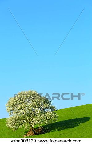 Stock Photo - Yatsugatake Ranch, Yamanashi Prefecture, Japan. Fotosearch