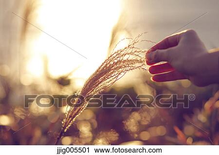 Young Japanese woman touching silver grass on a cliff by the sea at sunrise, Chiba, Japan View Large Photo Image Stock Image - Young Japanese woman touching silver grass on a cliff by the sea at sunrise, Chiba, Japan. Fotosearch