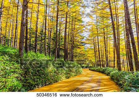Stock Photograph - Autumn colors in Nikko. Fotosearch