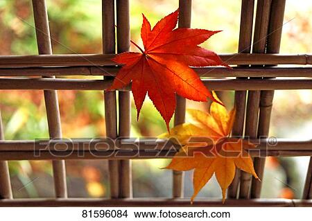 Autumn foliage View Large Photo Image Picture - Autumn foliage. Fotosearch