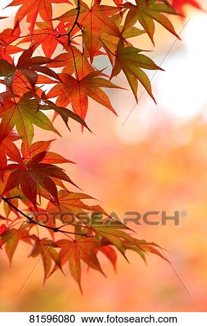 Stock Image - Autumn foliage. Fotosearch