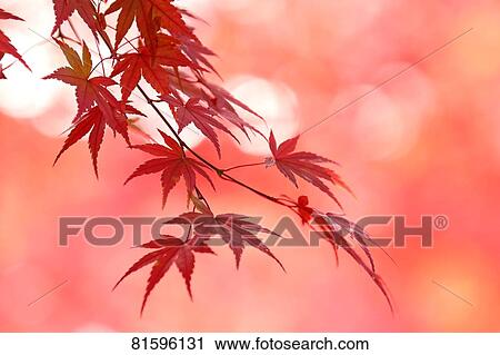 Autumn foliage View Large Photo Image Stock Image - Autumn foliage. Fotosearch