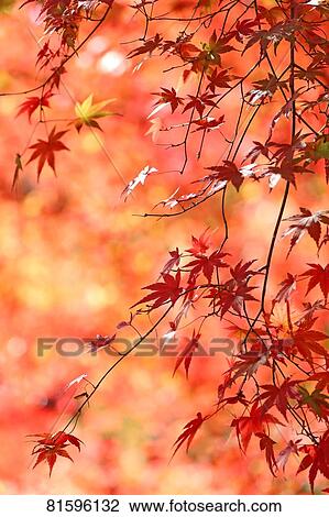 Stock Image - Autumn foliage. Fotosearch